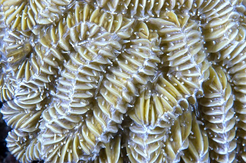 GWD Mazarin 17sept2008_04.jpg